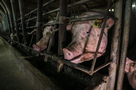 why factory farms are good